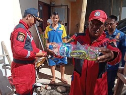 Ular Masuk Pekarangan Rumah Warga di Makassar, Damkar Evakuasi