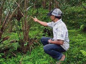 Salak Getih Karangasem: Dulu Dimusnahkan, Kini Diminati Wisman Salak Getih Karangasem: Dulu Dimusnahkan, Kini Diminati Wisman