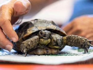 Potret Janus, Kura-kura Berkepala Dua Berusia 25 Tahun