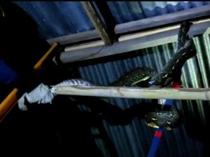 Ular Piton 5 Meter di Mamuju Masuk Rumah Warga Dievakuasi