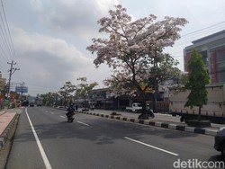 Cantik! Bunga Tabebuya di Magelang Mulai Bermekaran