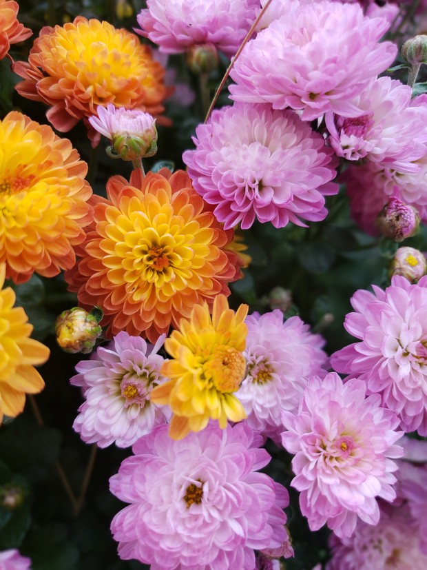 Chrysanthemum. Photo: freepix/Bud Jenkins