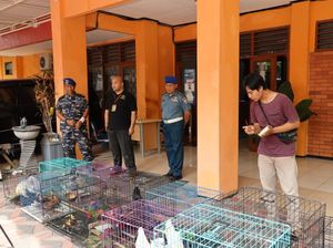 Koarmada II Serahkan Satwa Endemik Papua ke BKSDA Jatim Koarmada II Serahkan Satwa Endemik Papua ke BKSDA Jatim