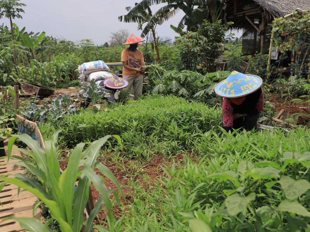 Pemkot Tangerang Dorong Kemandirian Masyarakat Lewat Urban Farming Pemkot Tangerang Dorong Kemandirian Masyarakat Lewat Urban Farming