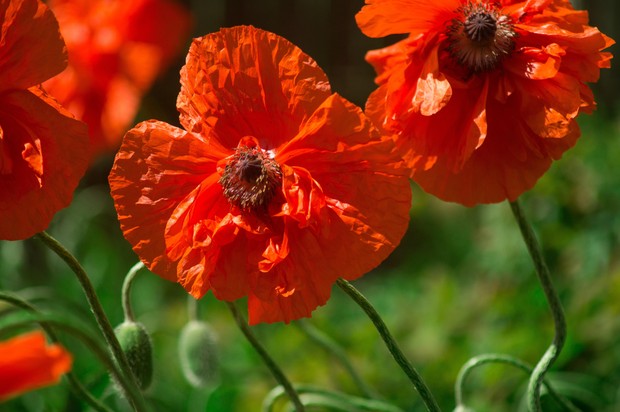 Poppy. Photo: freepik/Ruslan Sikunov