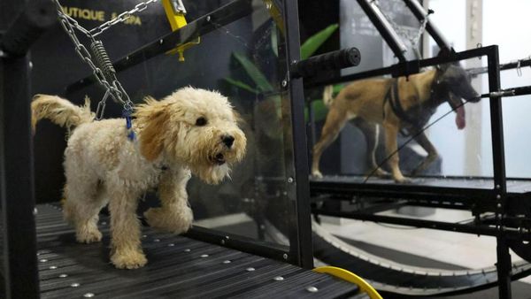 Potret Lucu Anjing-anjing yang Doyan Nge-gym, Gemoy Banget!