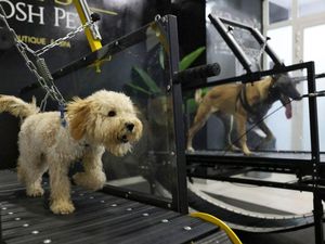 Potret Lucu Anjing-anjing yang Doyan Nge-gym, Gemoy Banget! Potret Lucu Anjing-anjing yang Doyan Nge-gym, Gemoy Banget!