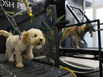 Potret Lucu Anjing-anjing yang Doyan Nge-gym, Gemoy Banget!
