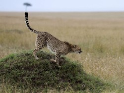 Perubahan Iklim Ubah Gaya Hidup Cheetah, Jadi Aktif di Malam Hari