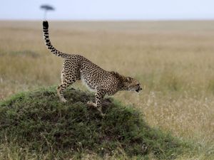 Perubahan Iklim Ubah Gaya Hidup Cheetah, Jadi Aktif di Malam Hari Perubahan Iklim Ubah Gaya Hidup Cheetah, Jadi Aktif di Malam Hari