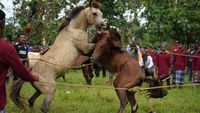 Serunya Tradisi Tarung Kuda Jantan di Selat Tiworo, Sultra