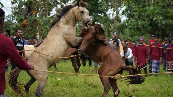 Serunya Tradisi Tarung Kuda Jantan di Selat Tiworo, Sultra