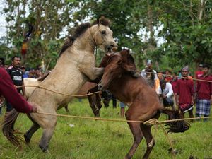 Serunya Tradisi Tarung Kuda Jantan di Selat Tiworo, Sultra
