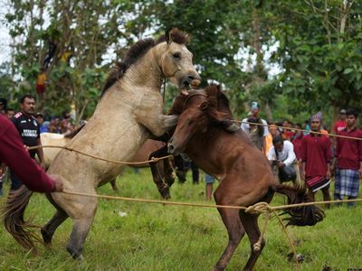 Serunya Tradisi Tarung Kuda Jantan di Selat Tiworo, Sultra
