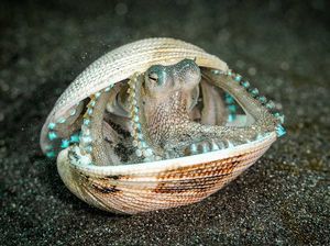 Karya Menakjubkan Peserta Kontes Foto Satwa Liar, Ada Lokasi di Indonesia