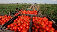 Memanen Tomat di Lahan Bandara Gaza yang Hancur, Begini Potretnya
