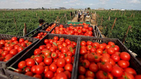 Memanen Tomat di Lahan Bandara Gaza yang Hancur, Begini Potretnya