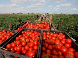 Holding PTPN Kumpulin Inovasi buat Geber Perkebunan RI, Ini Hasilnya