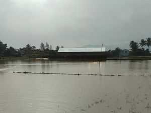 37,5 Hektare Sawah di Jabar Tergenang Banjir, Sebagian Gagal Panen 37,5 Hektare Sawah di Jabar Tergenang Banjir, Sebagian Gagal Panen