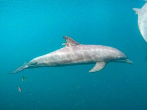 Bertahun-tahun Dikurung, 3 Lumba-Lumba Ini Akhirnya Kembali ke Laut Lepas