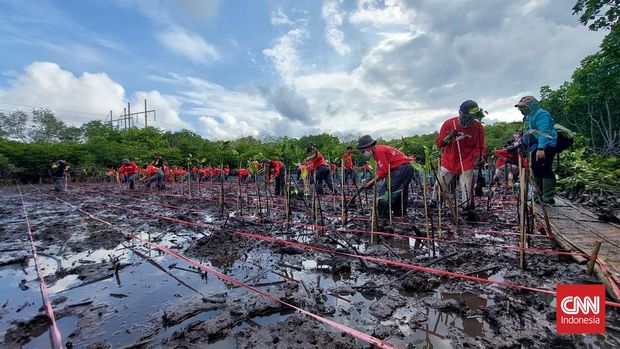 Ratusan mahasiswa dari sejumlah perguruan tinggi di Bali menjadi relawan penanaman 5 ribu mangrove di Pemogan, Denpasar, Bali (31/8). Acara tersebut digelar oleh Djarum Trees For Li