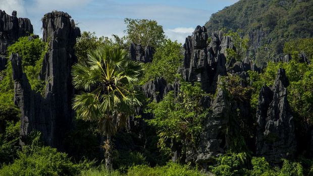 Maros-Pangkep Karst Forest as a Cultural Heritage Conservation UNESCO. (iStockphoto/Jumadil Awal)