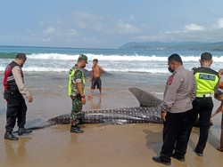Dua Hiu Tutul Mati Terdampar di Pantai Wonocaki Pacitan