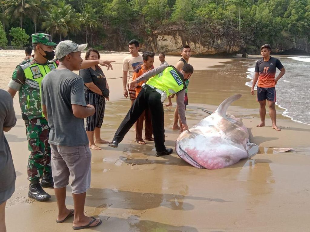 Penampakan Dua Hiu Tutul Mati di Pantai Wonocaki Pacitan