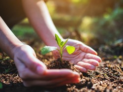 Tanah Hitam Amazon: Rahasia Pemulihan Hutan yang Bikin Pohon 6 Kali Lebih Tinggi