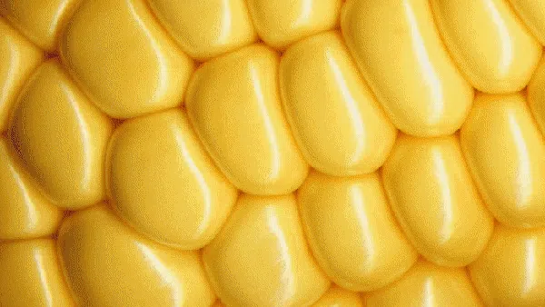 Foto Jepretan Lensa Makro, Hasilnya Memukau!