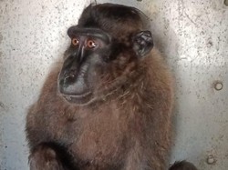 Pelihara Monyet Tanpa Izin, Sopir di Manado Ditangkap Polisi