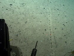 Temuan Lubang Misterius di Laut Dalam Bikin Ilmuwan Bingung