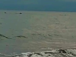Heboh 8 Ekor Paus Muncul di Pantai Pebuahan Jembrana