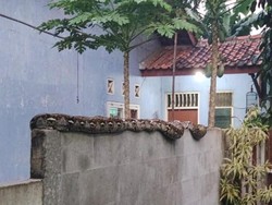 Ngeri! Ular 4,5 Meter Merambat di Tembok Halaman Rumah Warga Jaktim