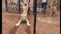 Singa yang ada di logo Chelsea sampai tidak mau balik ke tempatnya nih. Foto: dok. Twitter