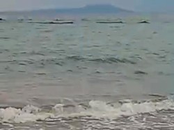 Kata Pengawas Perikanan Soal Kemunculan Paus di Pantai Pebuahan Jembrana