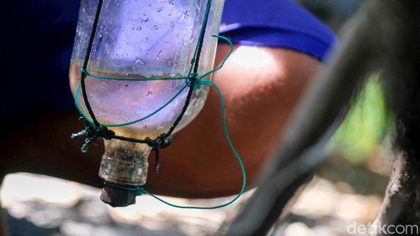 Lihat Lebih Dekat Pembuatan Minyak Kayu Putih di Wini NTT