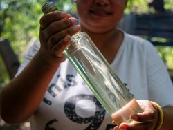 Begini Cara Bedakan Minyak Kayu Putih yang Murni & Oplosan