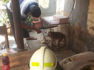 Monyet Peliharaan Lepas dari Kandang, Warga Jakpus Telepon Damkar Monyet Peliharaan Lepas dari Kandang, Warga Jakpus Telepon Damkar