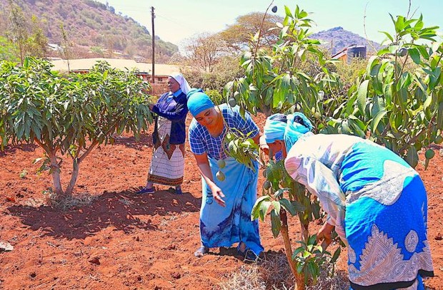 Para perempuan menanam pohon buah-buahan/ Foto: World Vision Photo/Sarah Ooko