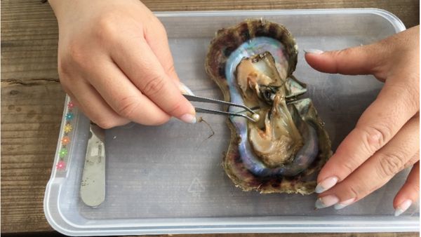 Foto: Mengambil Mutiara Langsung dari Cangkangnya di Jakarta Aquarium