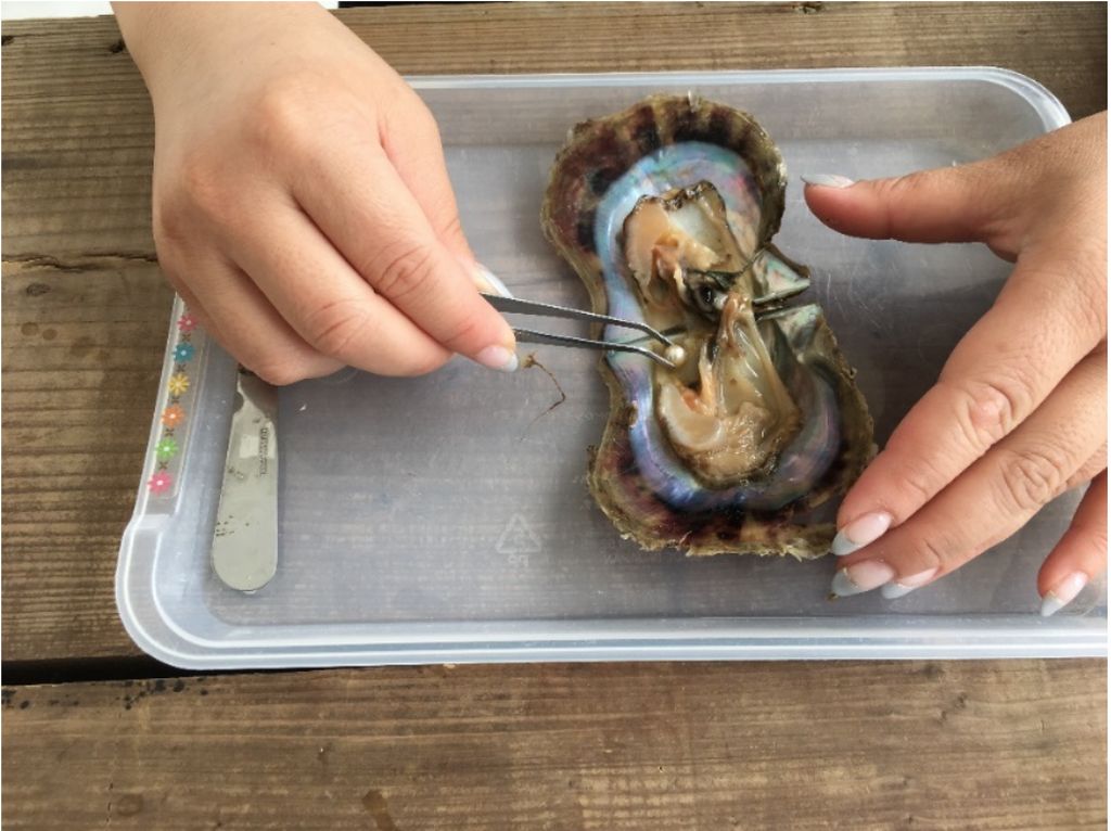 Foto: Mengambil Mutiara Langsung dari Cangkangnya di Jakarta Aquarium Foto: Mengambil Mutiara Langsung dari Cangkangnya di Jakarta Aquarium