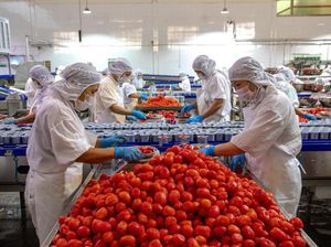 Intip Proses Pengolahan Tomat Kalengan di Zigui, China