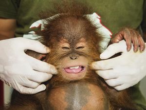Viral Bayi Monyet Mati di Kandang Bogor Mini Zoo, Pengelola Buka Suara
