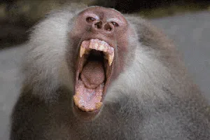 Ragam Ekspresi Primata yang Bikin Terpingkal