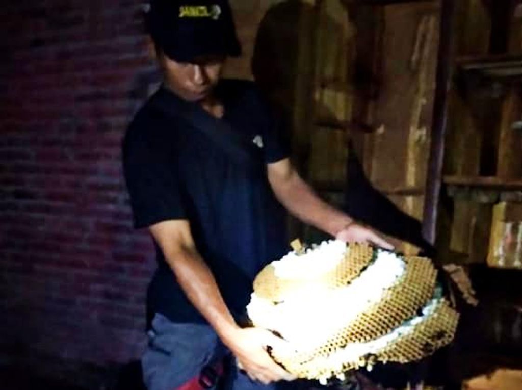 Jumbo! Sarang Tawon Vespa di dalam Lemari Warga Klaten Jumbo! Sarang Tawon Vespa di dalam Lemari Warga Klaten