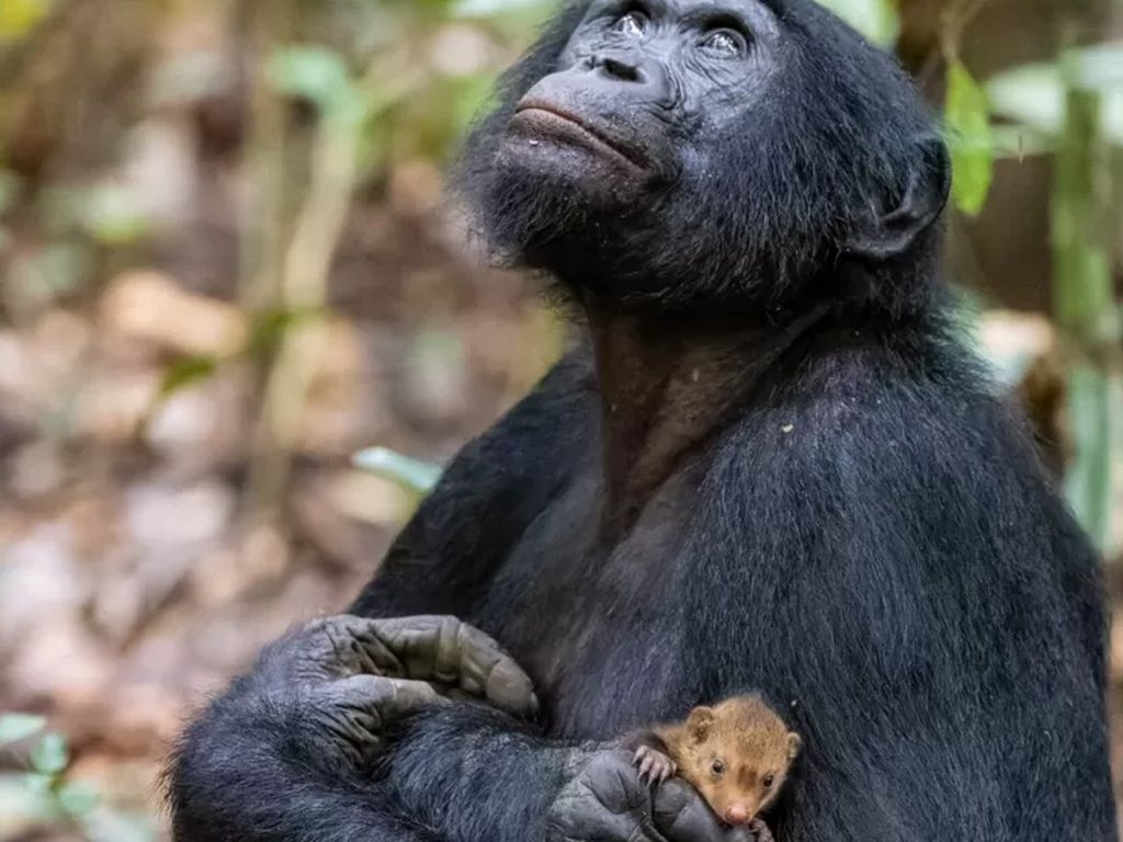 Misteri di Balik Foto Simpanse Gendong Bayi Musang