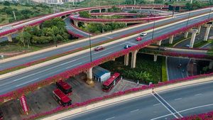 Wow... Bunga Bougenville Bikin Simpang Susun di China Makin Cantik