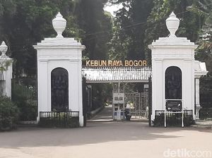 Cara ke Kebun Raya Bogor Naik KRL, Cek Rutenya di Sini Cara ke Kebun Raya Bogor Naik KRL, Cek Rutenya di Sini