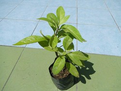 10 Manfaat Daun Sambung Nyawa, Cara Konsumsi, dan Efek Sampingnya